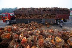 Produksi Minyak Sawit Malaysia Membanjir