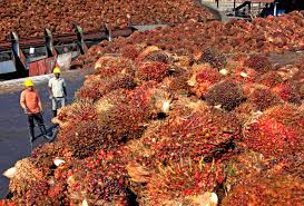 Pemerintah dan Pelaku Industri Berupaya Dongkrak Harga Sawit