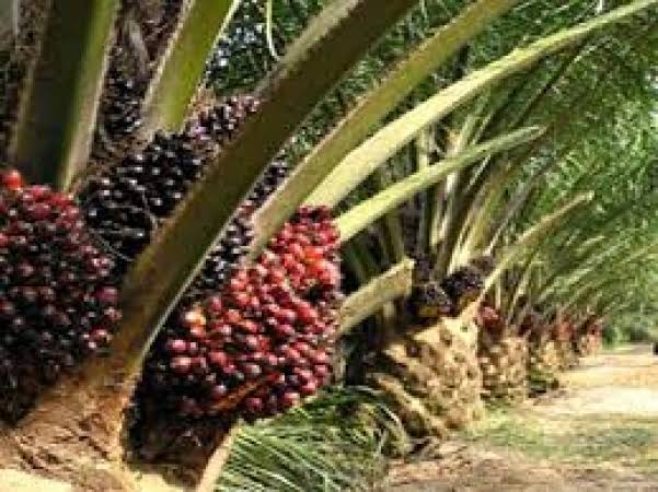 Pemerintah Akan Tindak Lanjuti Temuan BPK Soal Sawit
