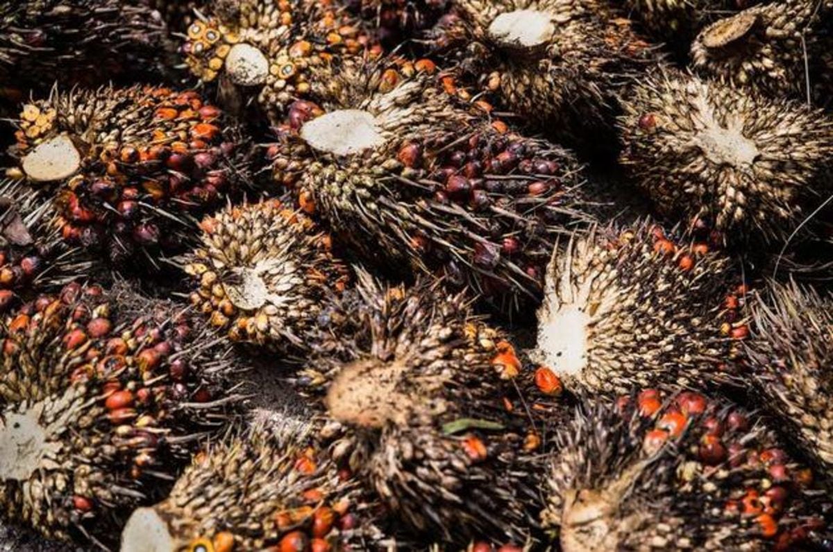 Mahasiswa Unpad Sulap Tandan Kelapa Sawit Jadi Kain Tenun