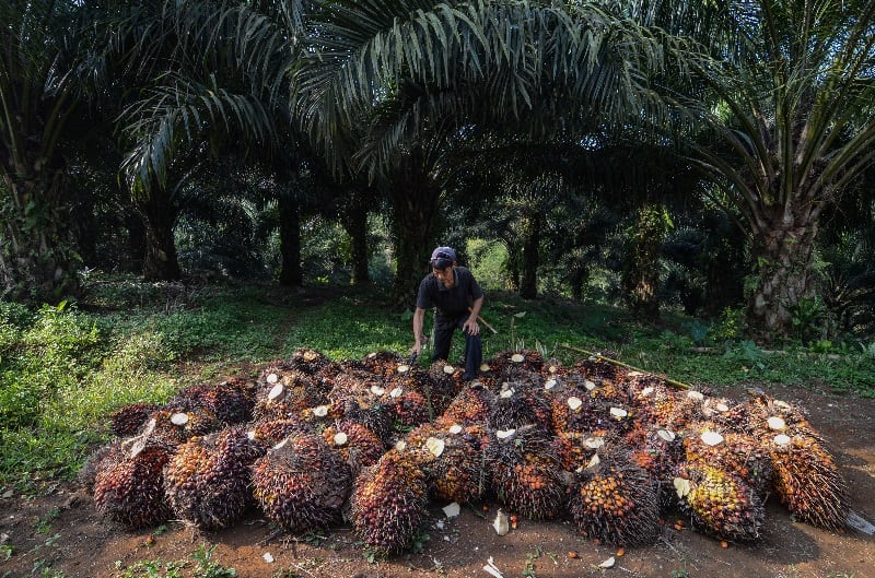 Pemerintah Pacu Hilirisasi CPO untuk Bahan Bakar