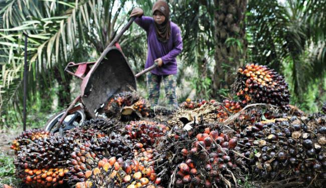 Kembangkan Energi Hijau Berbasis Sawit