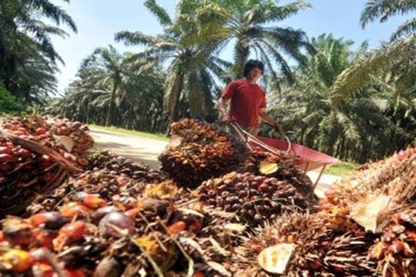 Sawit Pacu Elektrifikasi Kalbar