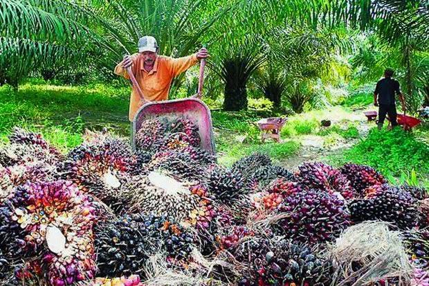Sawit Menjadi Penggerak Ekonomi Kalbar