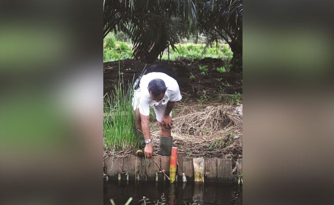 Prosedur Praktik Sawit Berkelanjutan Di Lahan Gambut