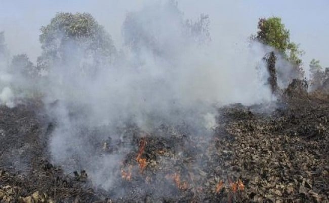 5 Perusahaan Sawit Anggota RSPO, Tidak Terbukti Membakar Lahan