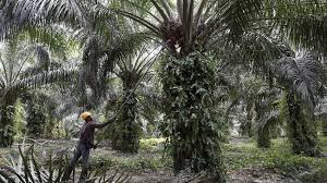Target Sertifikasi 5,5 Juta Hektare Lahan Sawit