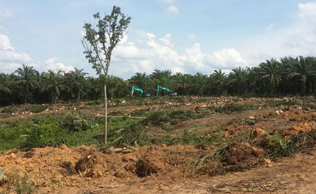 Land Clearing untuk Peremajaan Sawit Mesti Libatkan Operator Berpengalaman