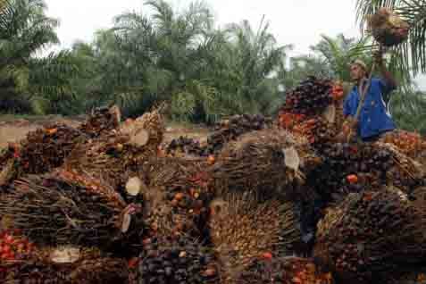 CPO Bikin Indeks Jakagri Memantul