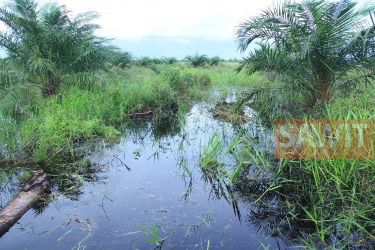 Data Kebun Perlu Dibenahi