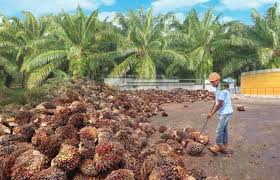 Stok Minyak Kelapa Sawit Menipis