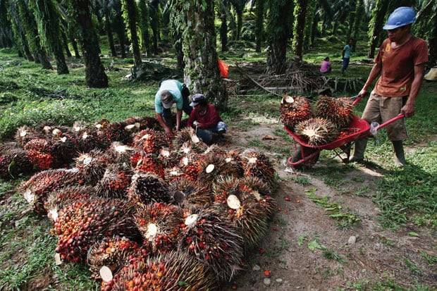 DPR Minta Sawit Masuk Perjanjian IEU-CEPA