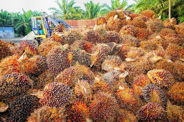 GAPKI Dorong Ekspor Sawit Tak Lagi Berupa CPO