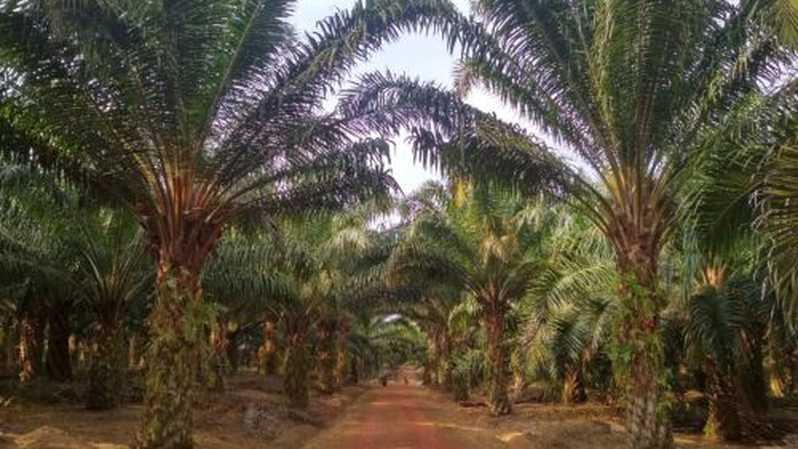 7 Perusahaan Sawit Tertarik Bangun Kilang Green Diesel