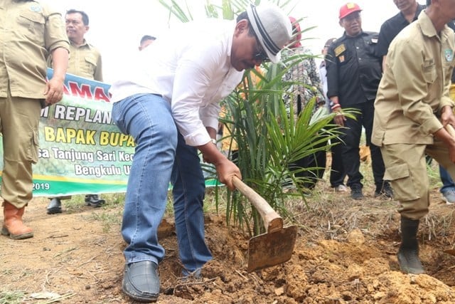 4.000 Hektare Kebun Sawit Diremajakan