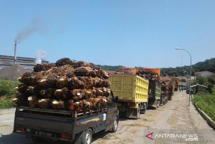 Harga Sawit di Mukomuko Naik Rp30/Kilogram