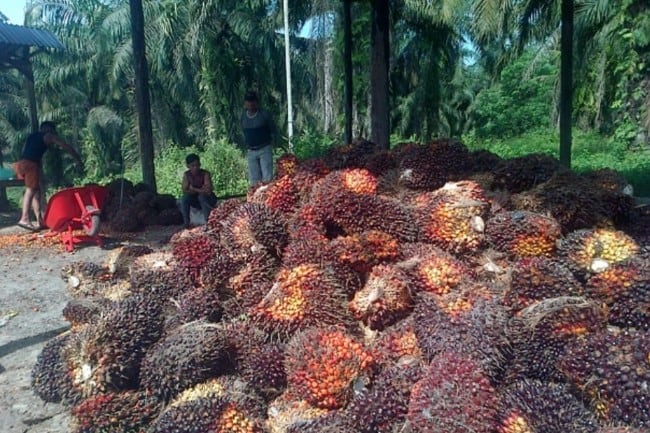 Sawit Berkelanjutan Bantu Kendalikan Perubahan Iklim