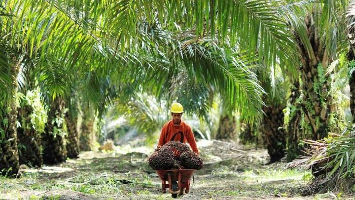 RI Gugat Uni Eropa soal Diskriminasi Kelapa Sawit