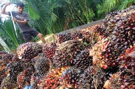 Harga Sawit Tinggi, Pemerintah Dituntut Piawai