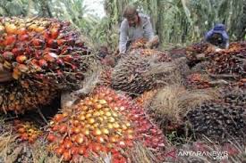Harga CPO di Jambi Naik Rp142 per kg