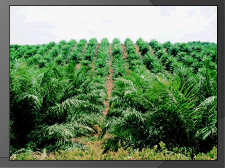 Penyaluran KUR Merambah Kebun Sawit