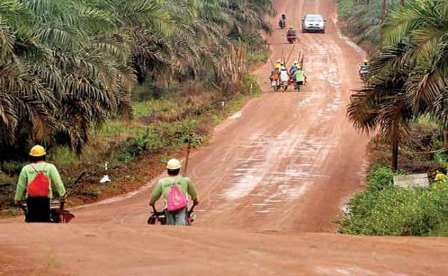 Perkebunan Kelapa Sawit Dukung Pembangunan Kaltim
