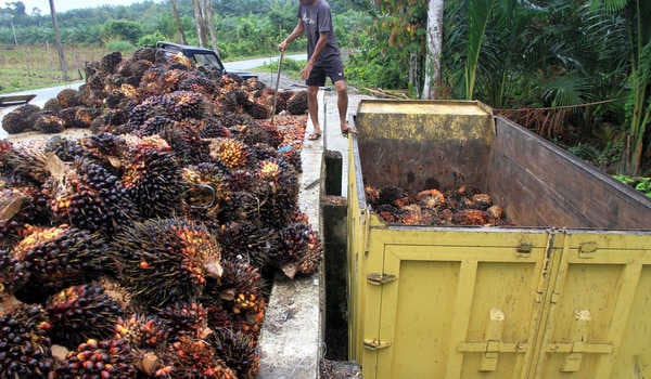 Harga Sawit Melejit, Petani Bergairah