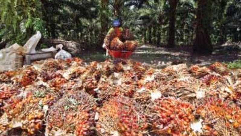 PTPN II Mulai Suplai Listrik Berbahan Bakar Sawit ke PLN