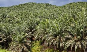 Pertanian Terpadu Solusi Petani Ketika Harga Sawit Turun