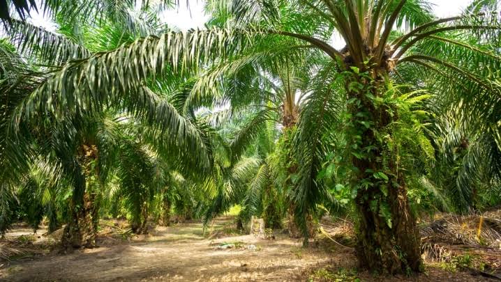 DBH Kelapa Sawit Sebaiknya Merata