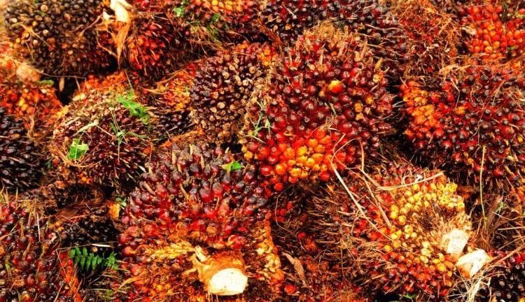 Pemerintah Terus Pacu Produktivitas Sawit Rakyat