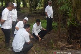 PTPN VII Tekan Kehilangan Produksi Sawit