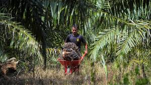 Mutu International Gandeng Petani Sawit