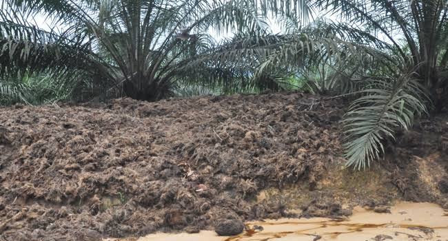 PTPN V Dorong Peningkatan Nilai Tambah Limbah Sawit