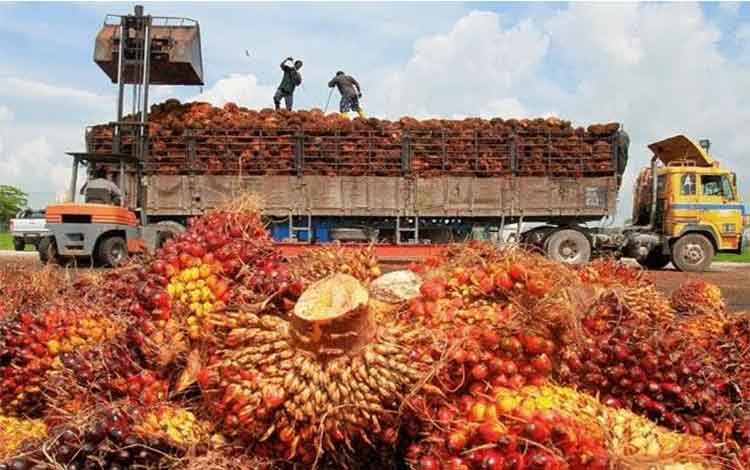Industri Sawit Diproyeksi Mengalami Perlambatan