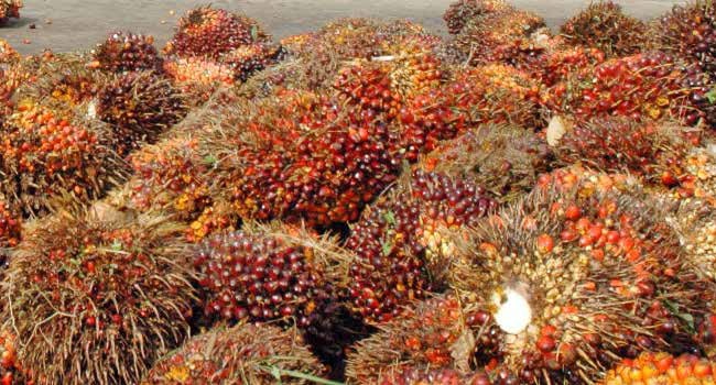 Tudingan Sawit Penyebab Deforestasi hanya Ilusi