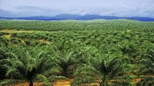 Petani Sawit Minta Pola PIR Dipertahankan