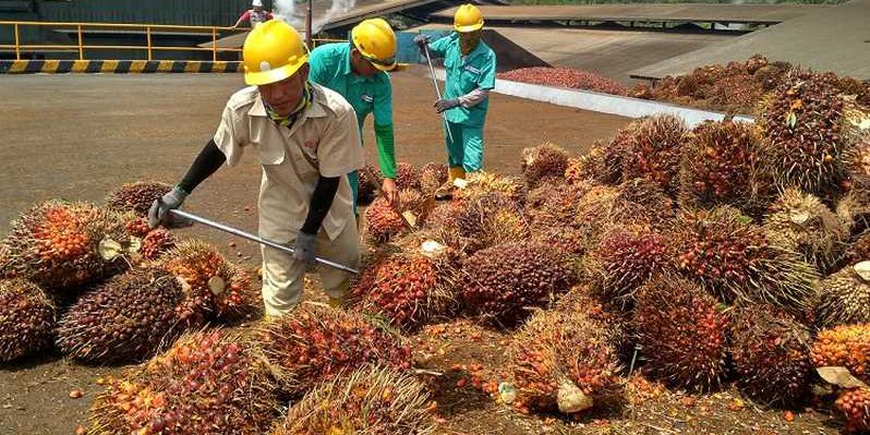 Peraturan Sertifikasi Sawit Lestari Dikebut