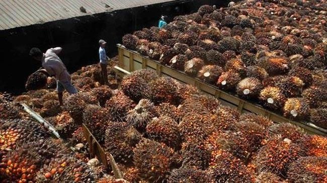 Industri Sawit Minta Pemerintah Berikan Insentif