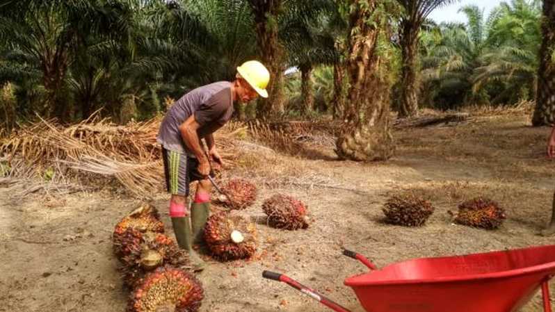 Petani Minta Pabrik Sawit Tetap Beroperasi