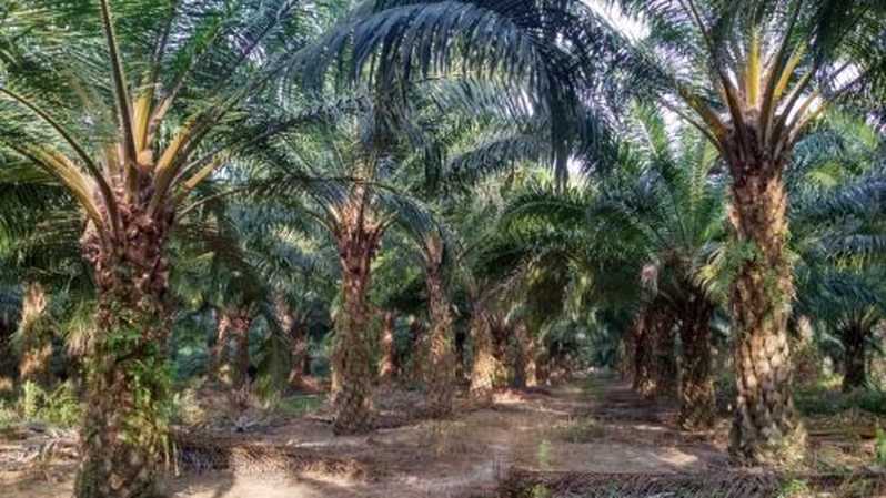 Gapki Terapkan Protokol Cegah Korona di Kebun Sawit