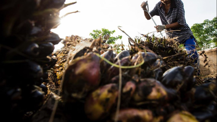 Industri Sawit Mulai Kencangkan Ikat Pinggang