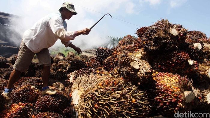 Terancam Kelaparan, Petani dan Buruh Sawit Minta Bantuan Sembako