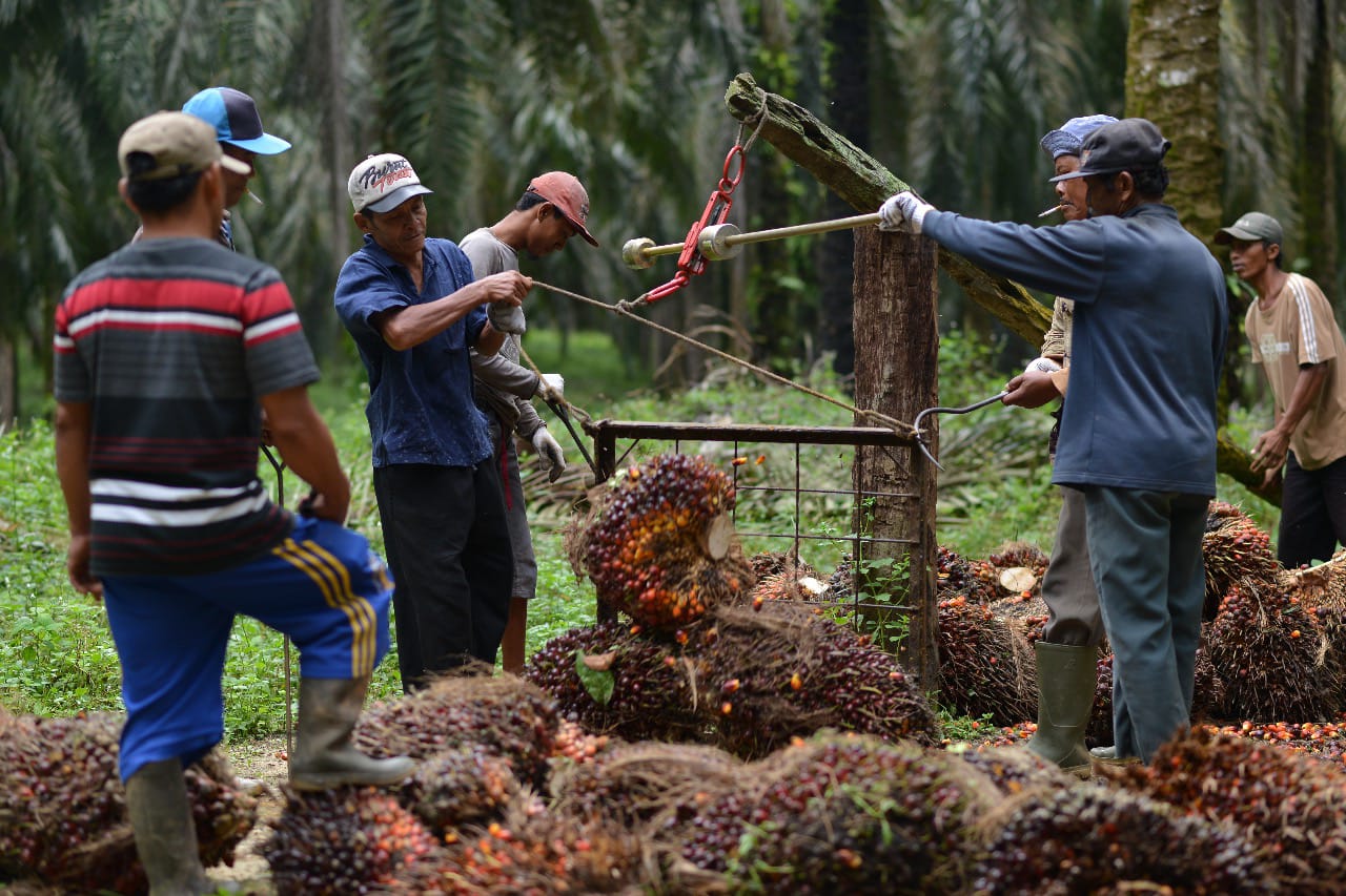 Pandemi Covid-19, Industri Sawit Berjalan Normal