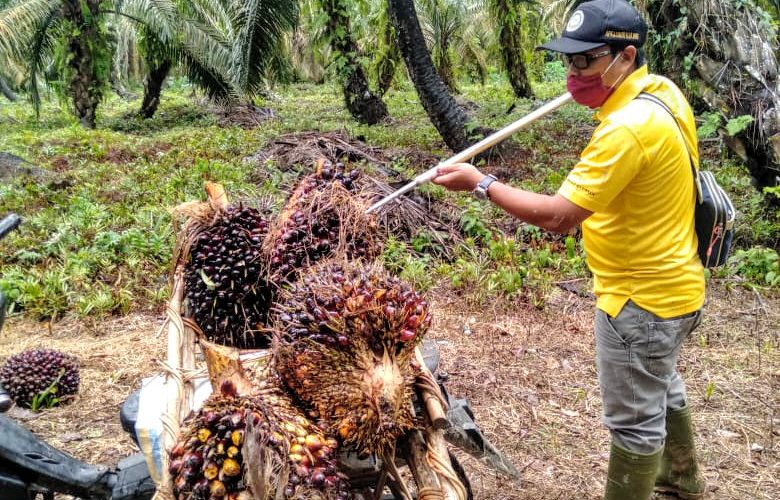 Petani Sawit se-Indonesia Protes Dibilang Terancam Kelaparan