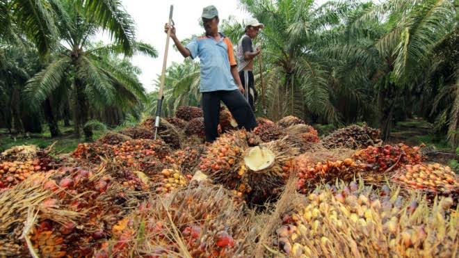 Terdampak Covid-19, Industri Sawit Hanya Mampu Bertahan Tiga Bulan