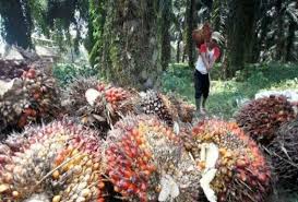 Harga TBS Sawit Belum Terdampak Covid-19