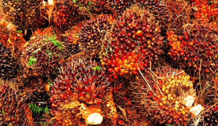Minyak Sawit: Tak Akan Tergantikan!