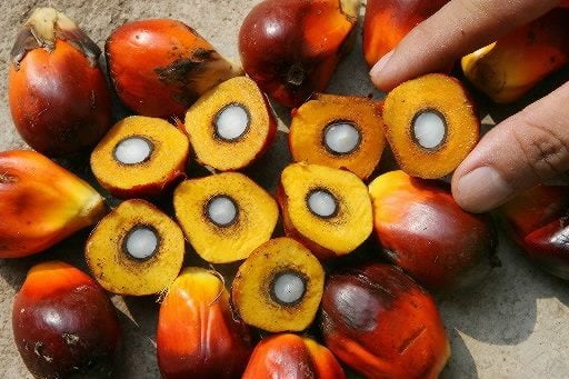 Minyak Sawit Merah Tingkatkan Imunitas