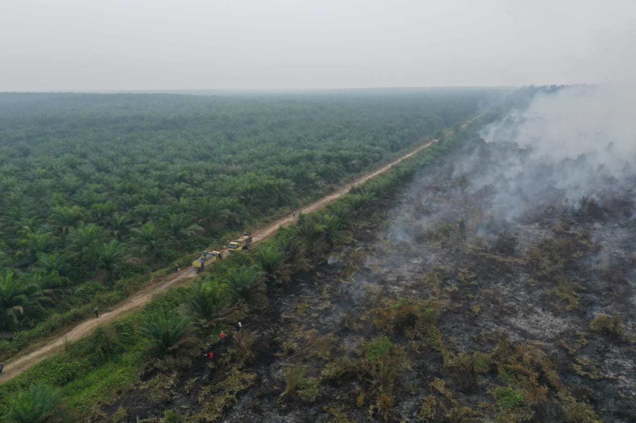 Perpres Nomor 44 Tahun 2020 tentang Sistem Sertifikasi Perkebunan Kelapa Sawit Berkelanjutan Indonesia (ISPO)
